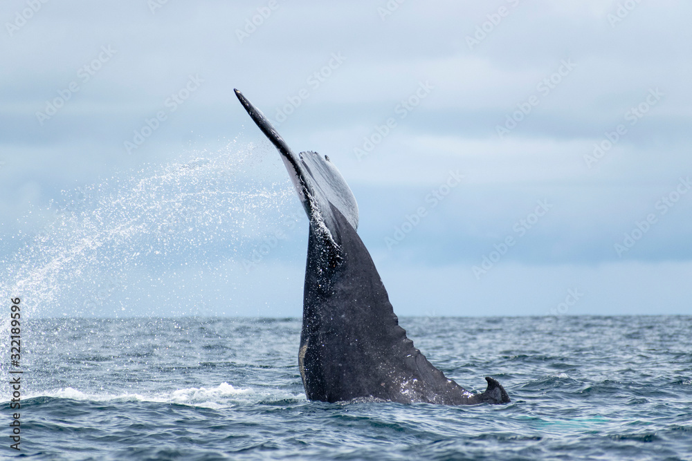 Fototapeta premium Humpback whale tail in the air