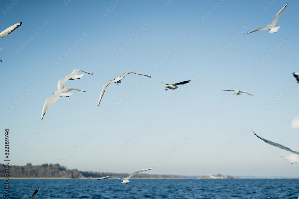 Larus delawarensis flying in the air, Ring-billed Gull isolated flying in the air