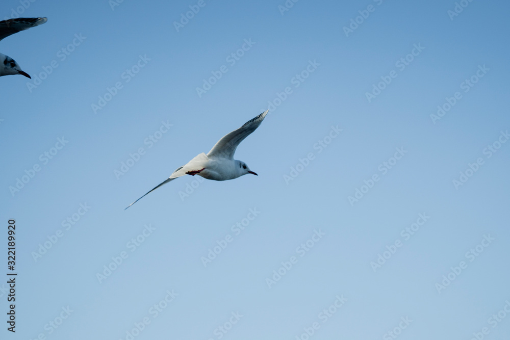 Larus delawarensis flying in the air, Ring-billed Gull isolated flying in the air Larus delawarensis flying in the air, Ring-billed Gull isolated flying in the air