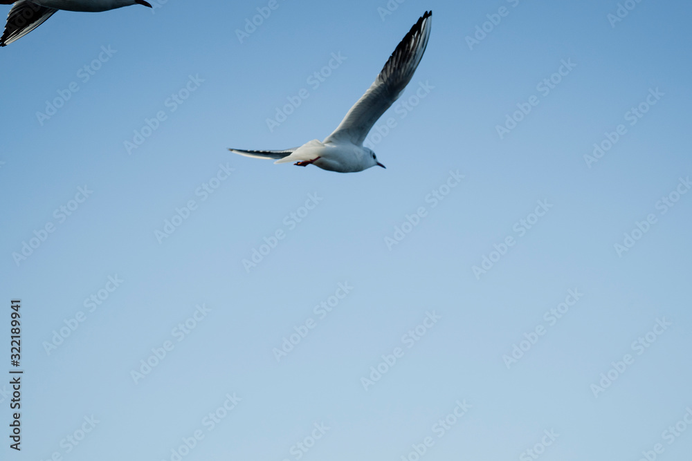 Larus delawarensis flying in the air, Ring-billed Gull isolated flying in the air Larus delawarensis flying in the air, Ring-billed Gull isolated flying in the air