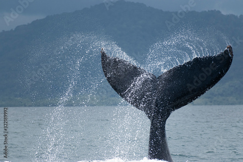 Obraz na płótnie Humpback whale tail slap