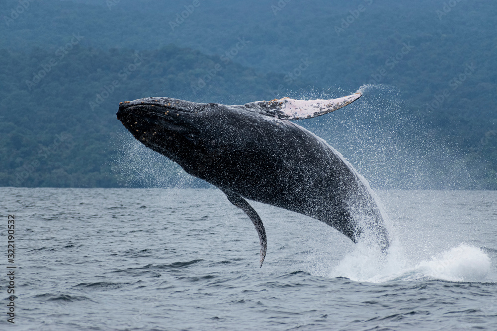Fototapeta premium Humpback whale jump jungle background