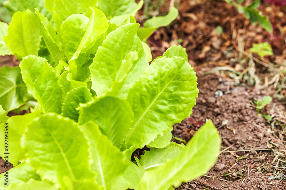 Agricultural field with green leaf lettuce salad on garden bed in vegetable field Agricultural field with green leaf lettuce salad on garden bed in vegetable field