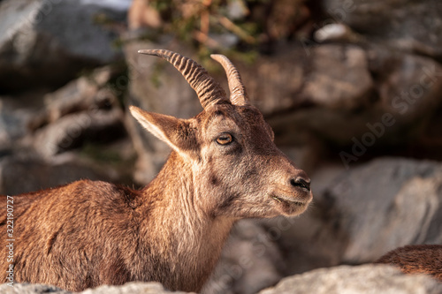 Capra ibex close up photography  capricorn on rocky background