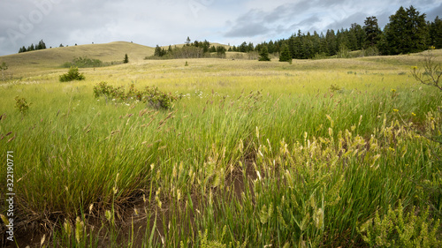 Fresh, green meadow growth in spring (BC grasslands).