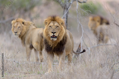 Male lion coalition, lions in the wilderness, lion brothers