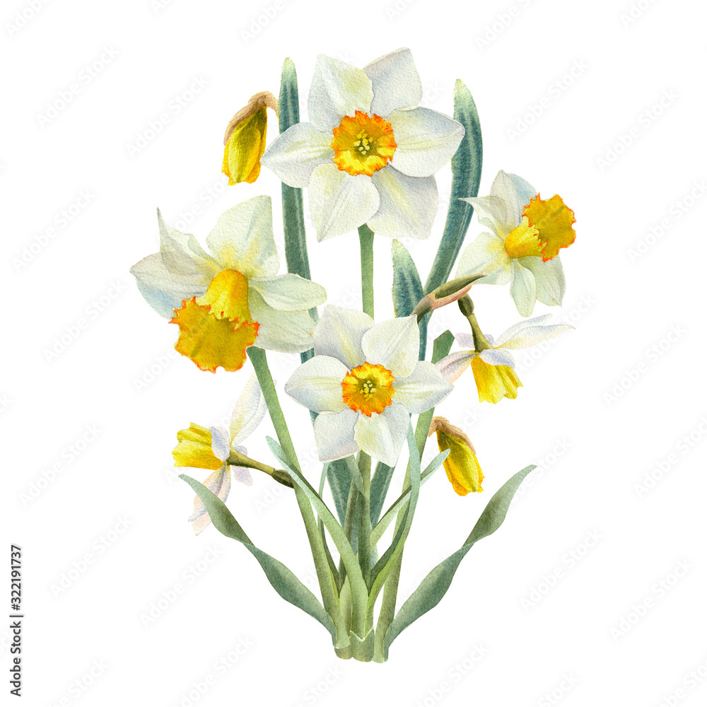 Watercolor bouquet of narsissus. Spring flower for greeting card, invitation, easter design. - obrazy, fototapety, plakaty 