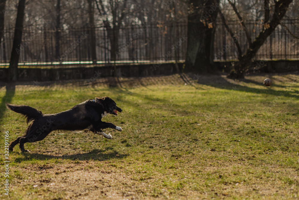 A cute dog. Dog playing outside smiles. Dog plays with ball. Happy, curious dog. A cute dog. Dog playing outside smiles. Dog plays with ball. Happy, curious dog.