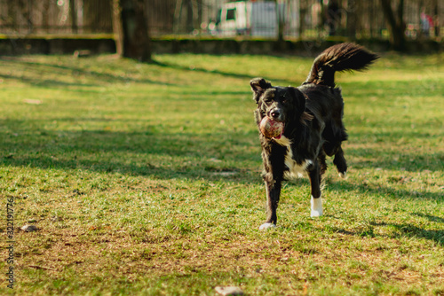 A cute dog. Dog playing outside smiles. Dog plays with ball. Happy, curious dog.