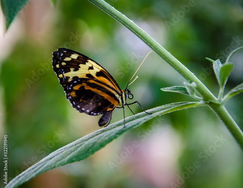 butterfly on the leaf