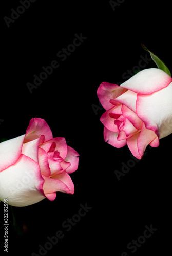 Fototapeta Naklejka Na Ścianę i Meble -  Two pink roses on black background. Valentine's motif. 