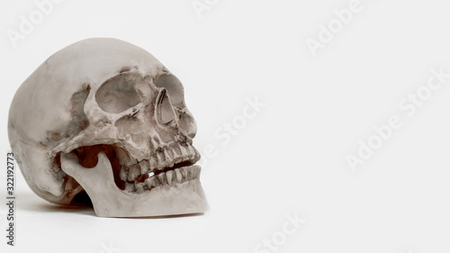 Human skull on a light back...