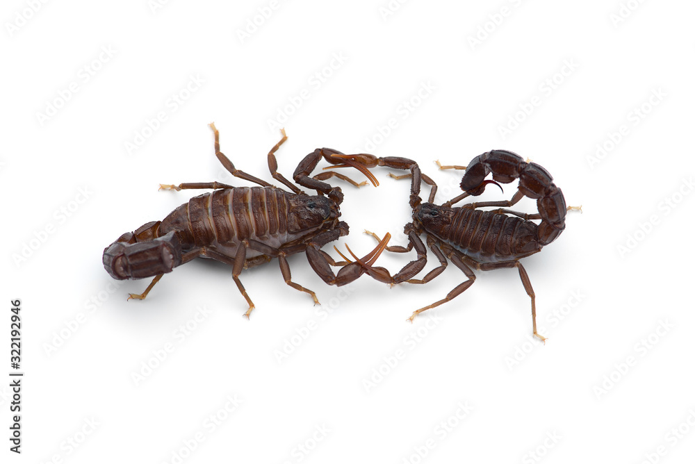 African venom Scorpion isolated on white background African venom Scorpion isolated on white background