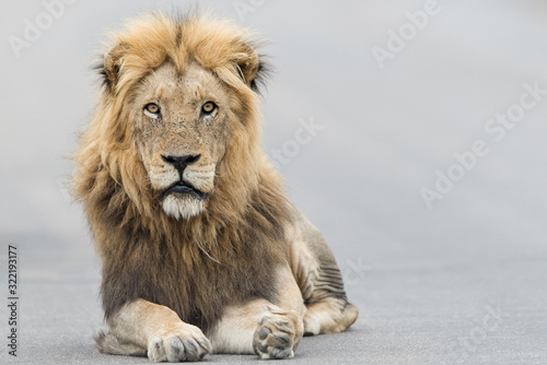 Male lion portrait in the wilderness, single male lion Africa © Ozkan Ozmen