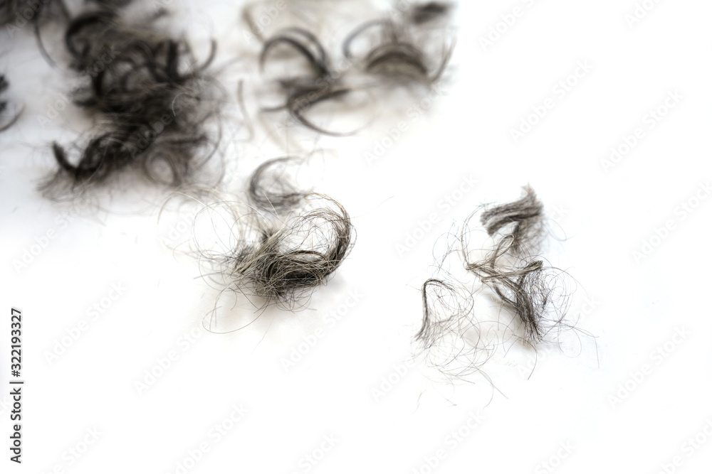 Naklejka premium Tufts of black and grey curls after the hair cut on a white background, copy space
