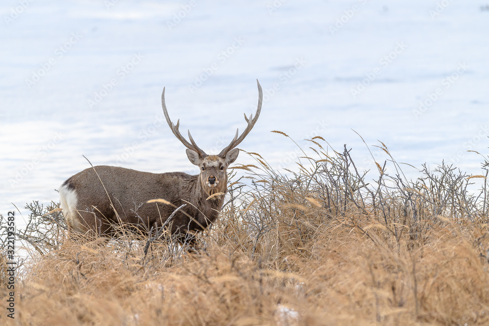 sika deer male standing in the brush and the snow