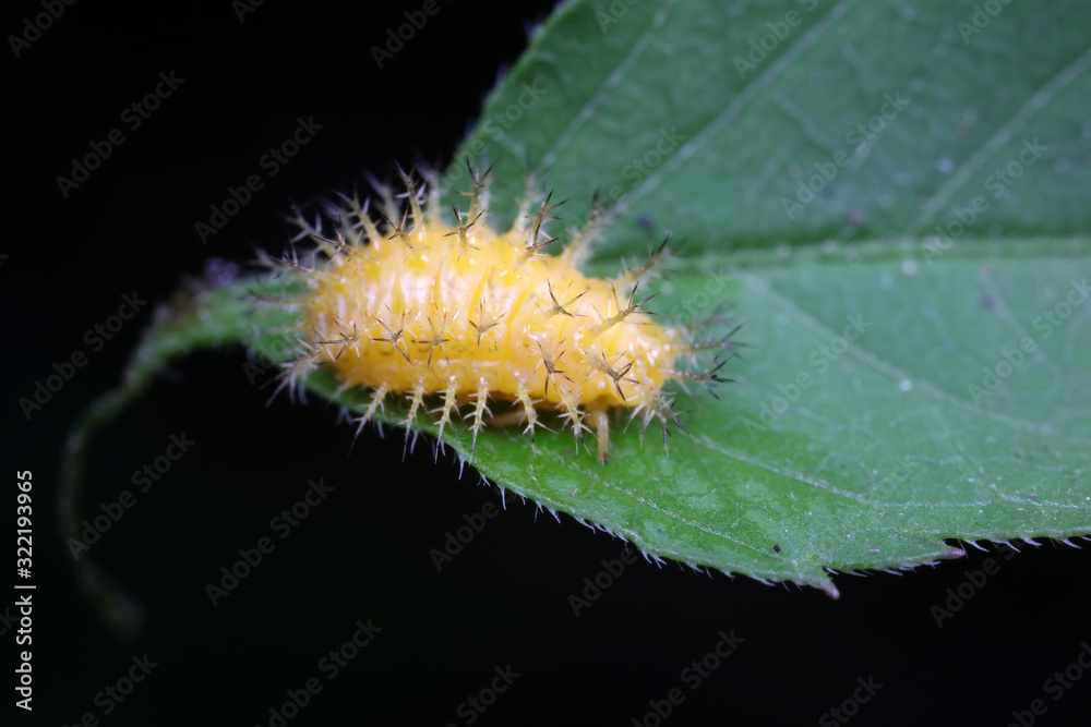 Naklejka premium ladybugs larva on green leaves, North China