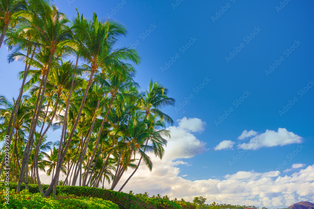 Tropical palm trees with blue sky and clouds. Tropical palm trees with blue sky and clouds.