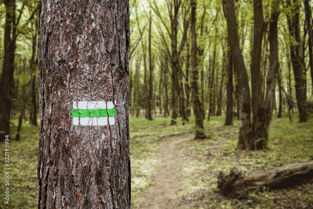 Obraz premium Walking trail background. Green forest path. Brown tree trunk. Guide sign made with paint. Symbol points right way to go.