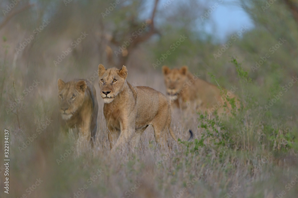 Male lion coalition, lions in the wilderness, lion brothers Male lion coalition, lions in the wilderness, lion brothers