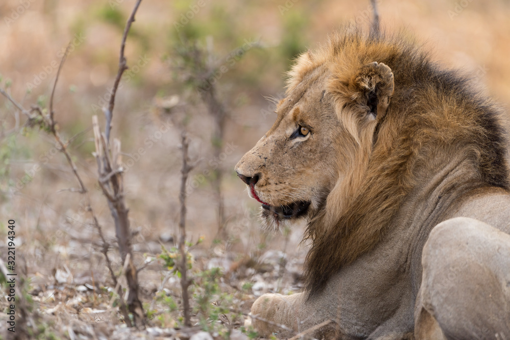 Male lion portrait in the wilderness, single male lion Africa Male lion portrait in the wilderness, single male lion Africa