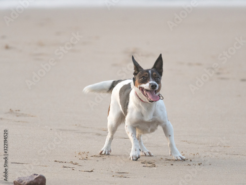 Fototapeta Naklejka Na Ścianę i Meble -  A white and brown dog expects the ball to be thrown at the beach