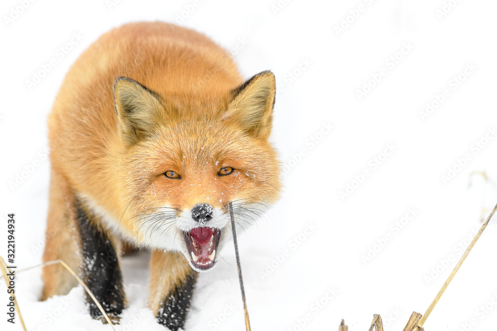 Fototapeta premium Japanese red fox in the snow close up portrait