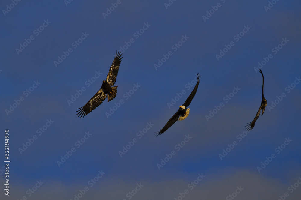 Elegant array of three bald eagles tilt and soar in flight Elegant array of three bald eagles tilt and soar in flight