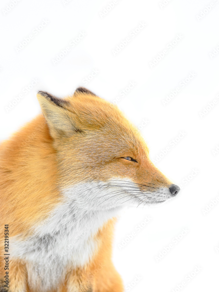 Obraz premium Japanese red fox in the snow close up portrait