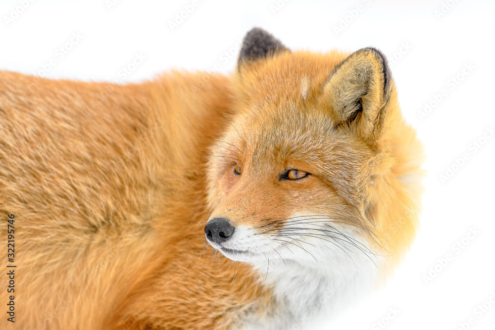 Japanese red fox in the snow close up portrait Japanese red fox in the snow close up portrait