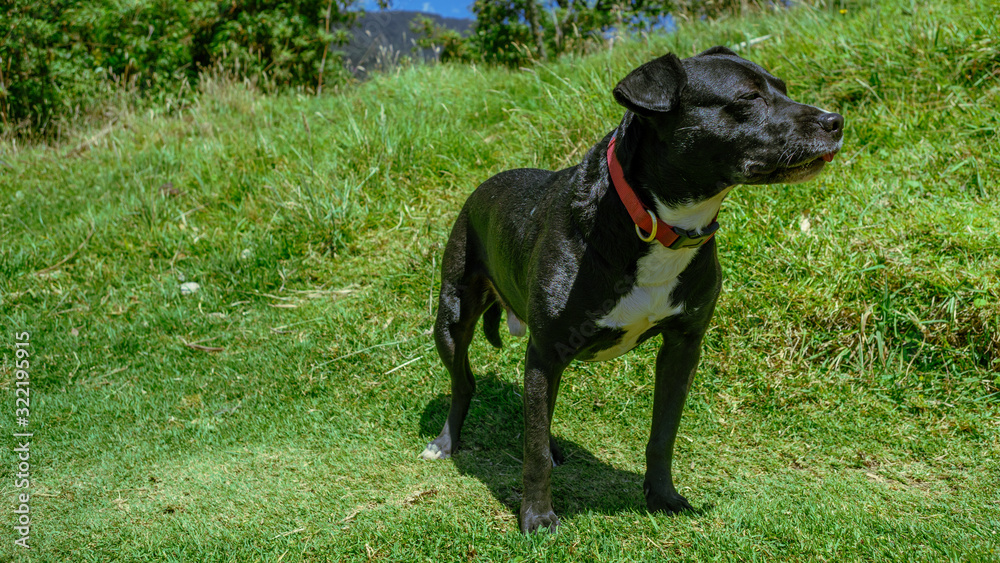 Perro en pasto