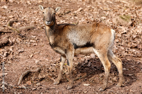 Mufflon Weibchen steht im Wald