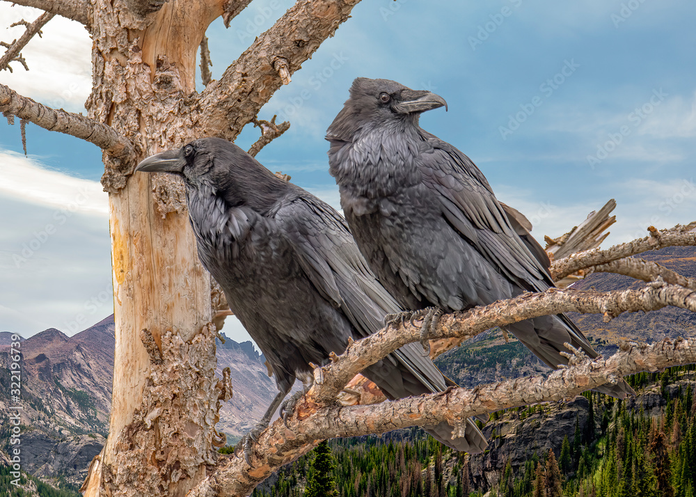 Fototapeta premium Ravens