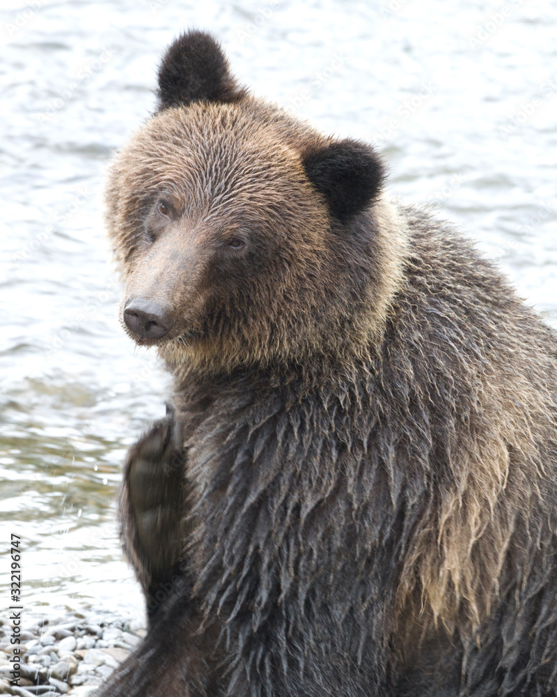 Grizzly bear tilts head and scratches an itch Grizzly bear tilts head and scratches an itch