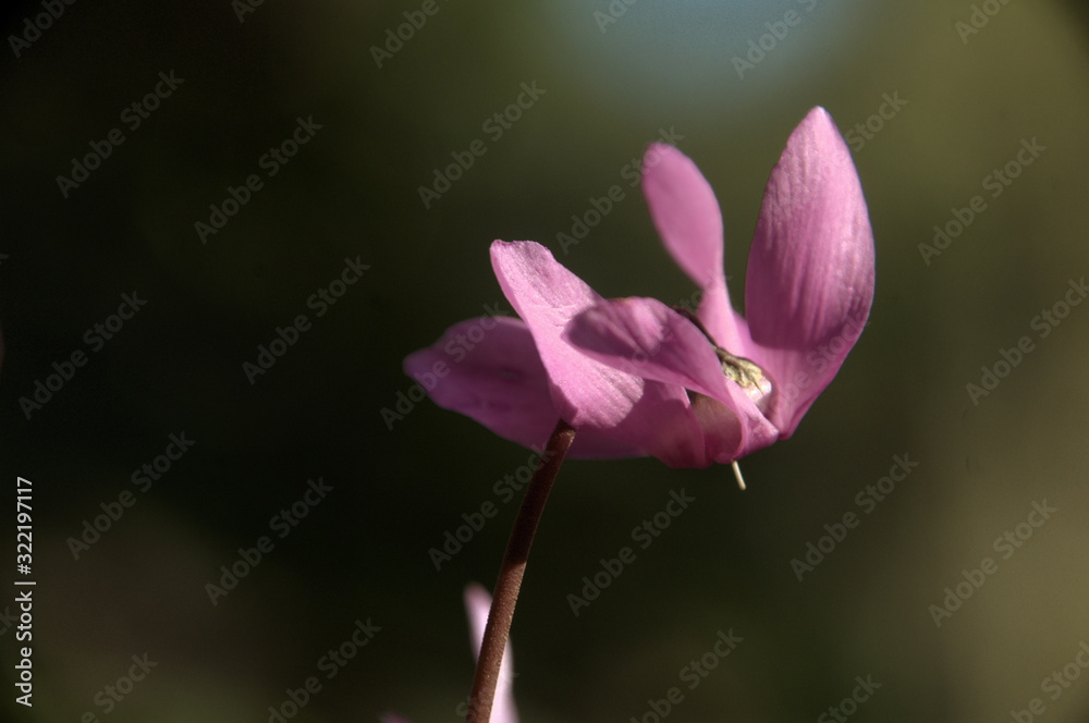 Wild Cyclamens in Swiss woodland Wild Cyclamens in Swiss woodland