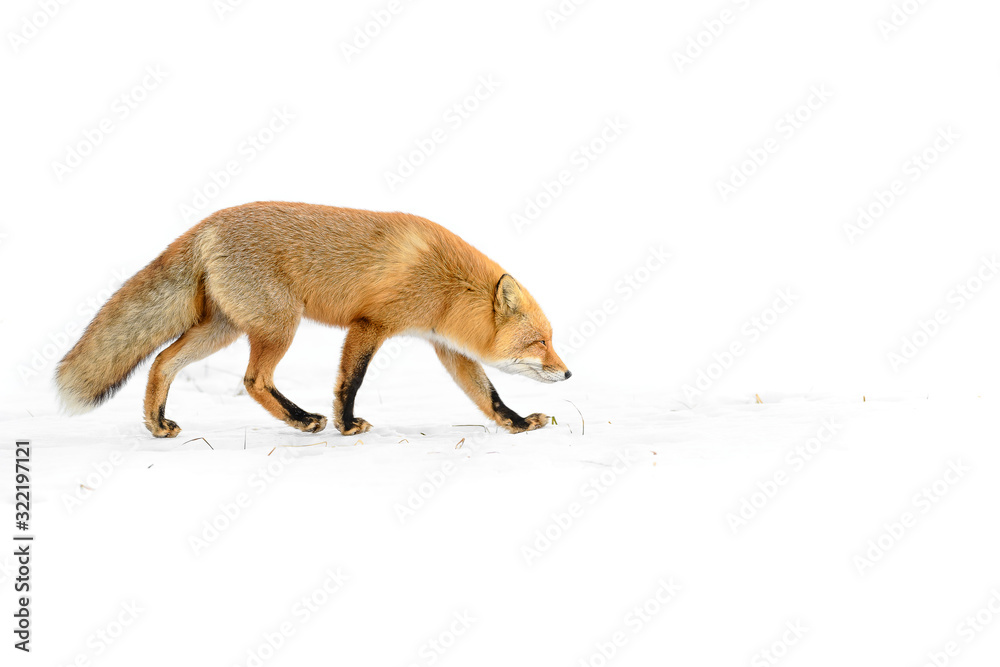 Obraz premium Japanese red fox standing in the pure white snow of Hokkaidp