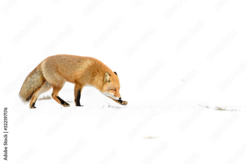 Obraz premium Japanese red fox standing in the pure white snow of Hokkaidp