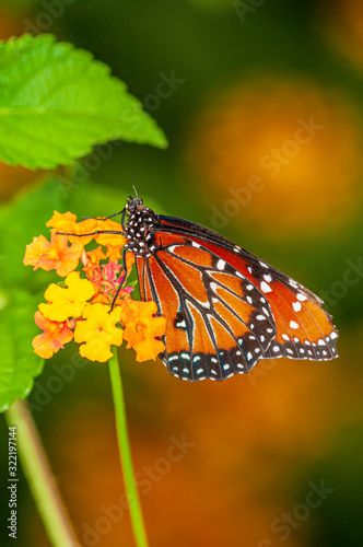 Monarch Butterfly on a Yellow Flower 