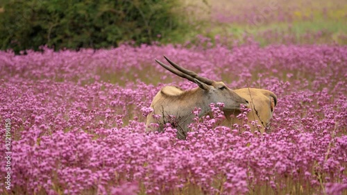 Female Eland antelope among pompom weed flowers chases flies with ears