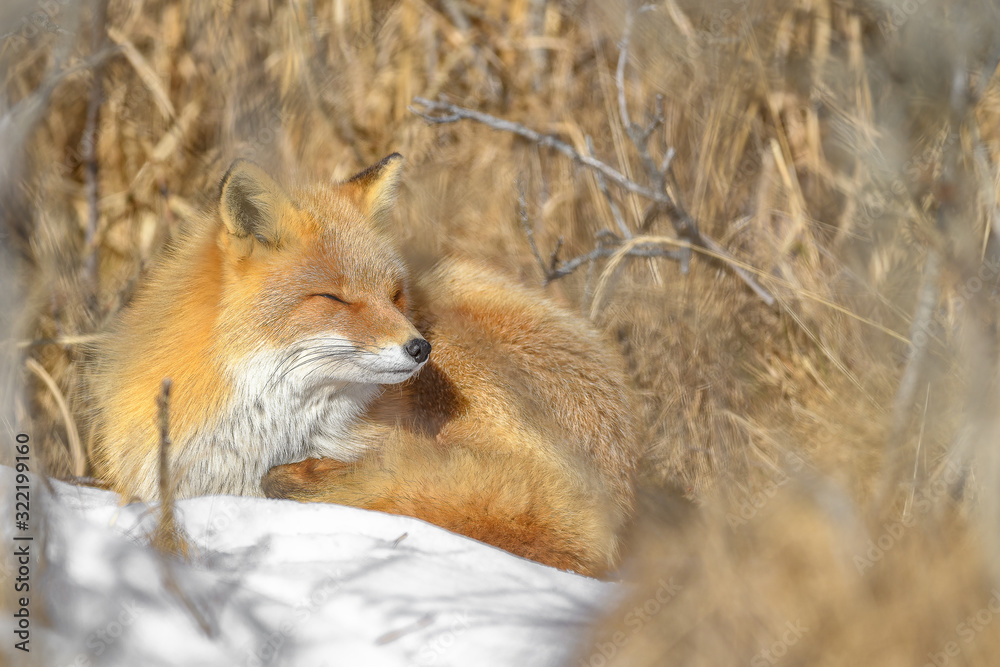 Obraz premium Japanese red fox resting in the brush and the snow in winter