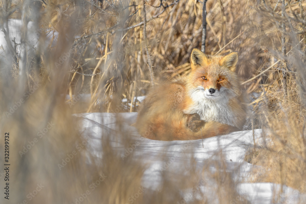 Obraz premium Japanese red fox resting in the brush and the snow in winter