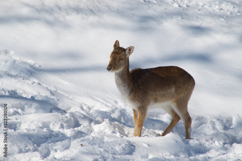 Fototapeta premium A deer in the woods