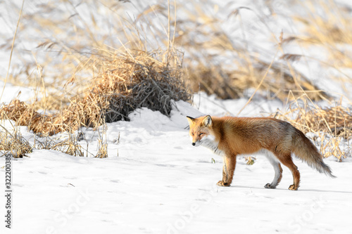 Japanese red fox standing in the brush and the snow in winter