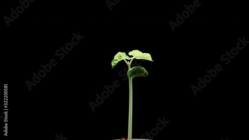 Timelapse of sprouting a bean plant on a black background.