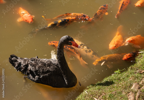 Black swan by golden midas cichlid fish in the lake at the Byodo-In temple on Oahu, Hawaii photo