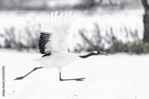 red crowned crane take off and fly