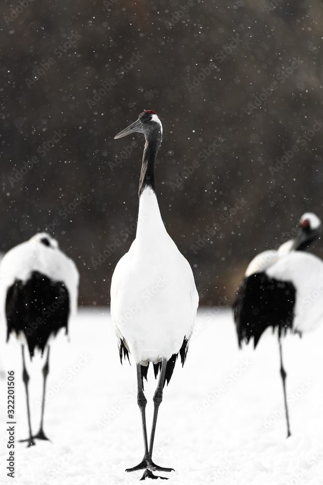 Obraz premium portrait of red crowned crane