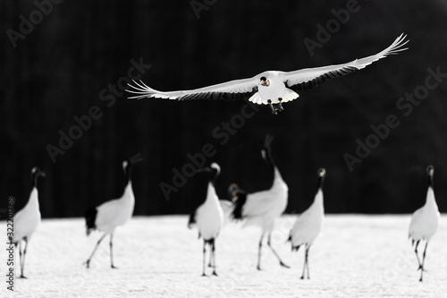 red crowned crane flying iover a group of crane photo