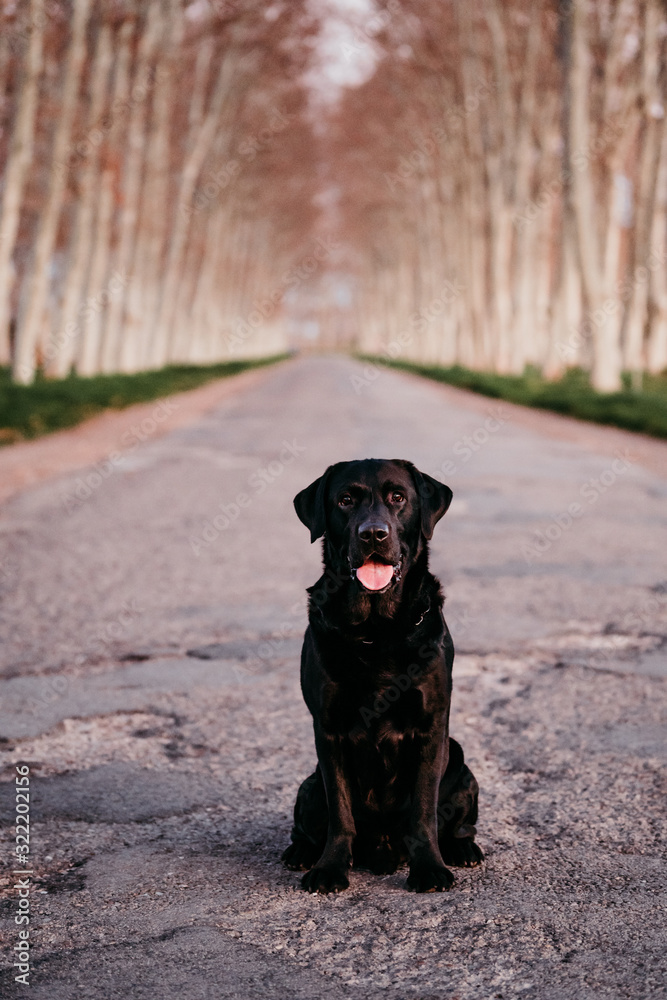 beautiful black labrador sitting on a road at sunset Stop abandon concept beautiful black labrador sitting on a road at sunset Stop abandon concept