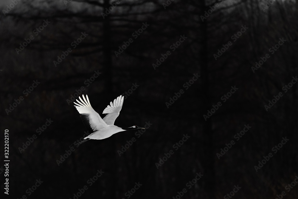 Obraz premium red crowned crane flying over the dark forest